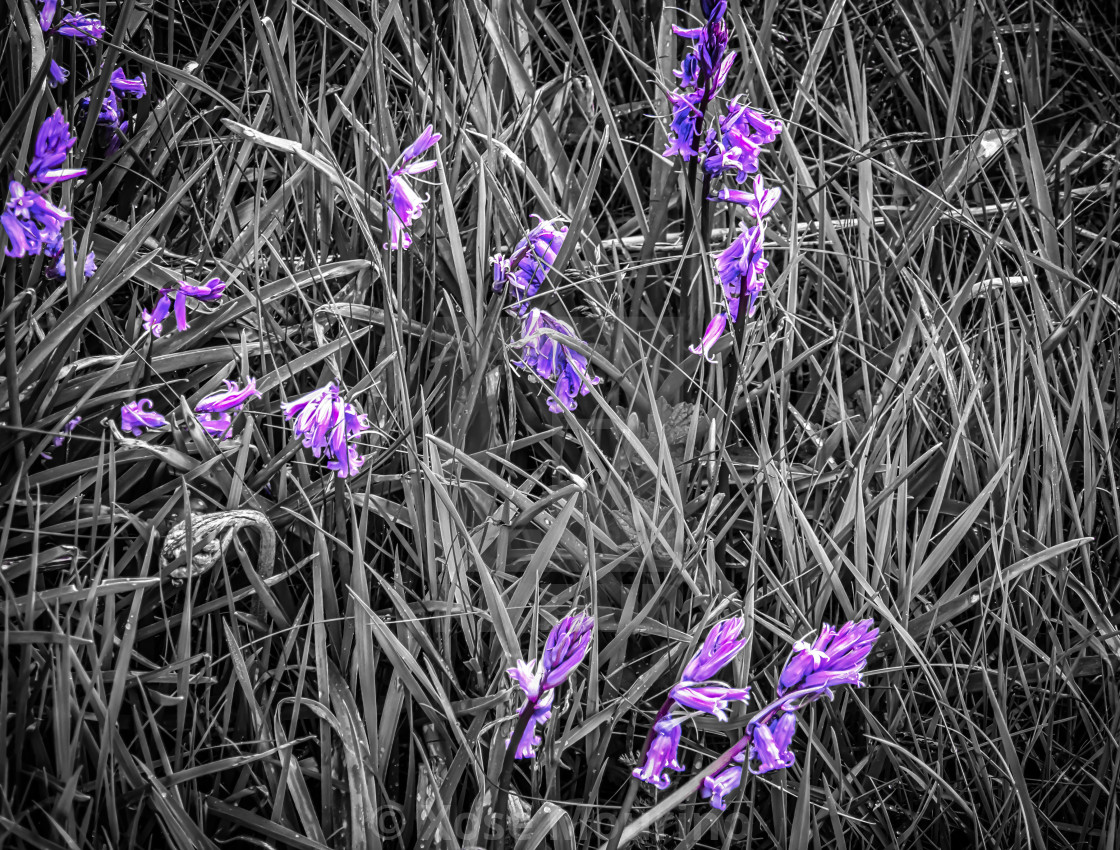 "Bluebells" stock image