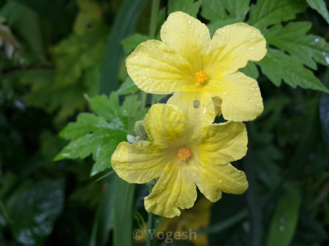 Bitter Gourd Flower Closeup License Download Or Print For 1 24