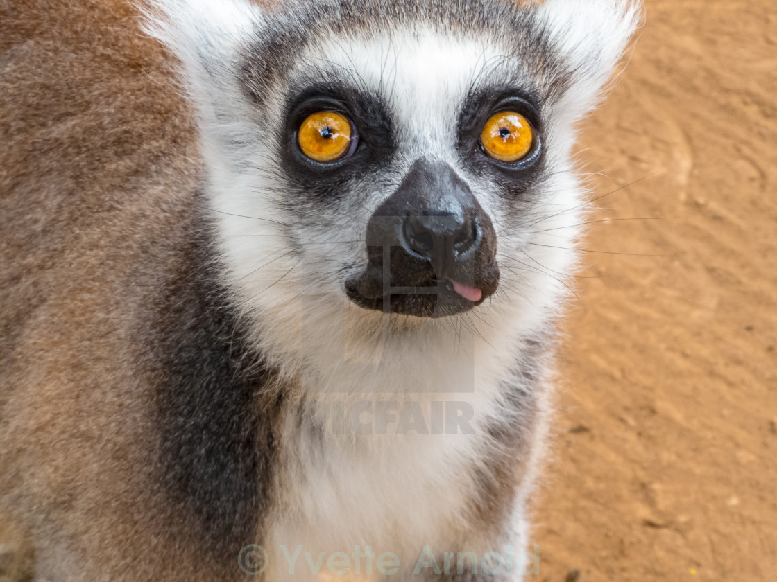 Funny face - License, download or print for £ | Photos | Picfair Funny face - License, download or print for £ | Photos | Picfair