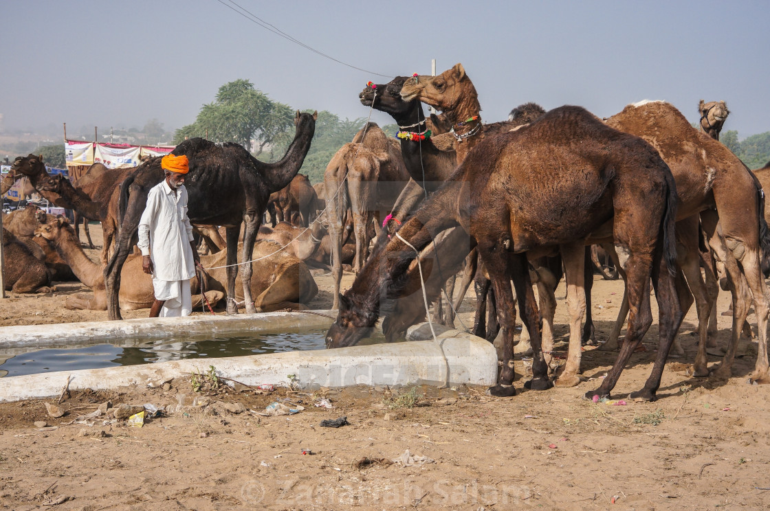 The Pushkar Fair License Download Or Print For 18 60 Photos Picfair
