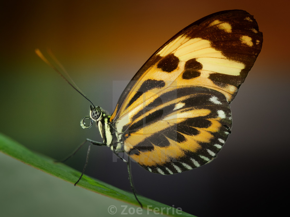 "Resting Butterfly" stock image