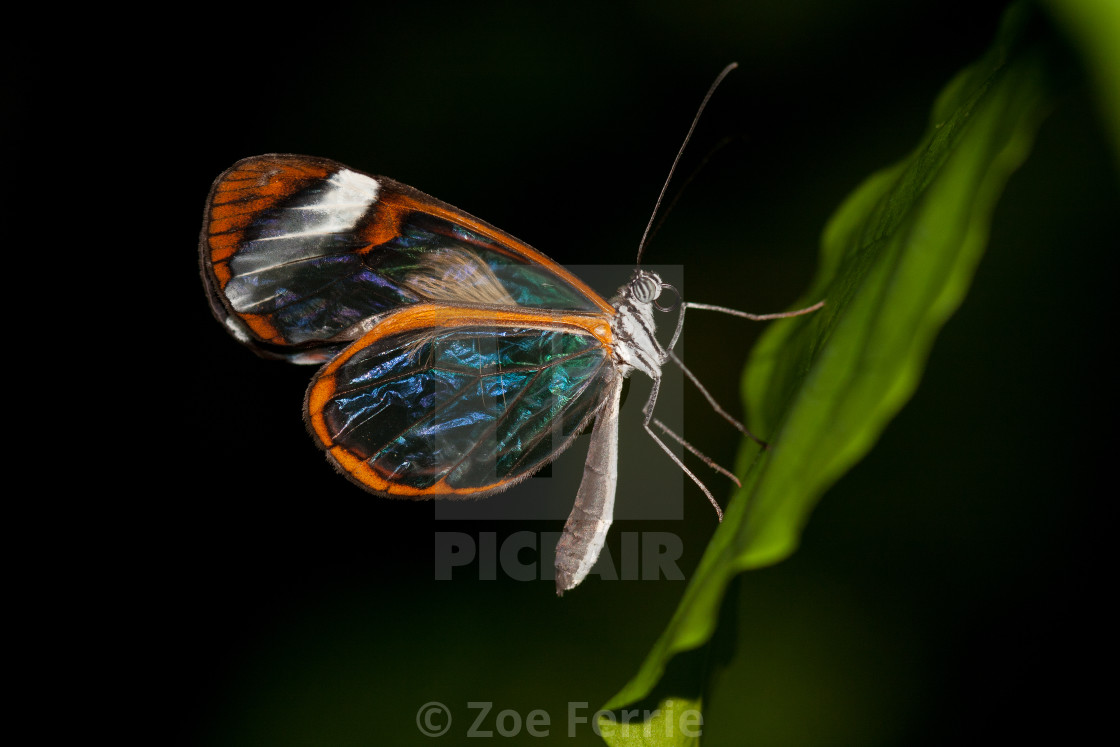 "Macro photograph of a Glasswinged Butterfly" stock image