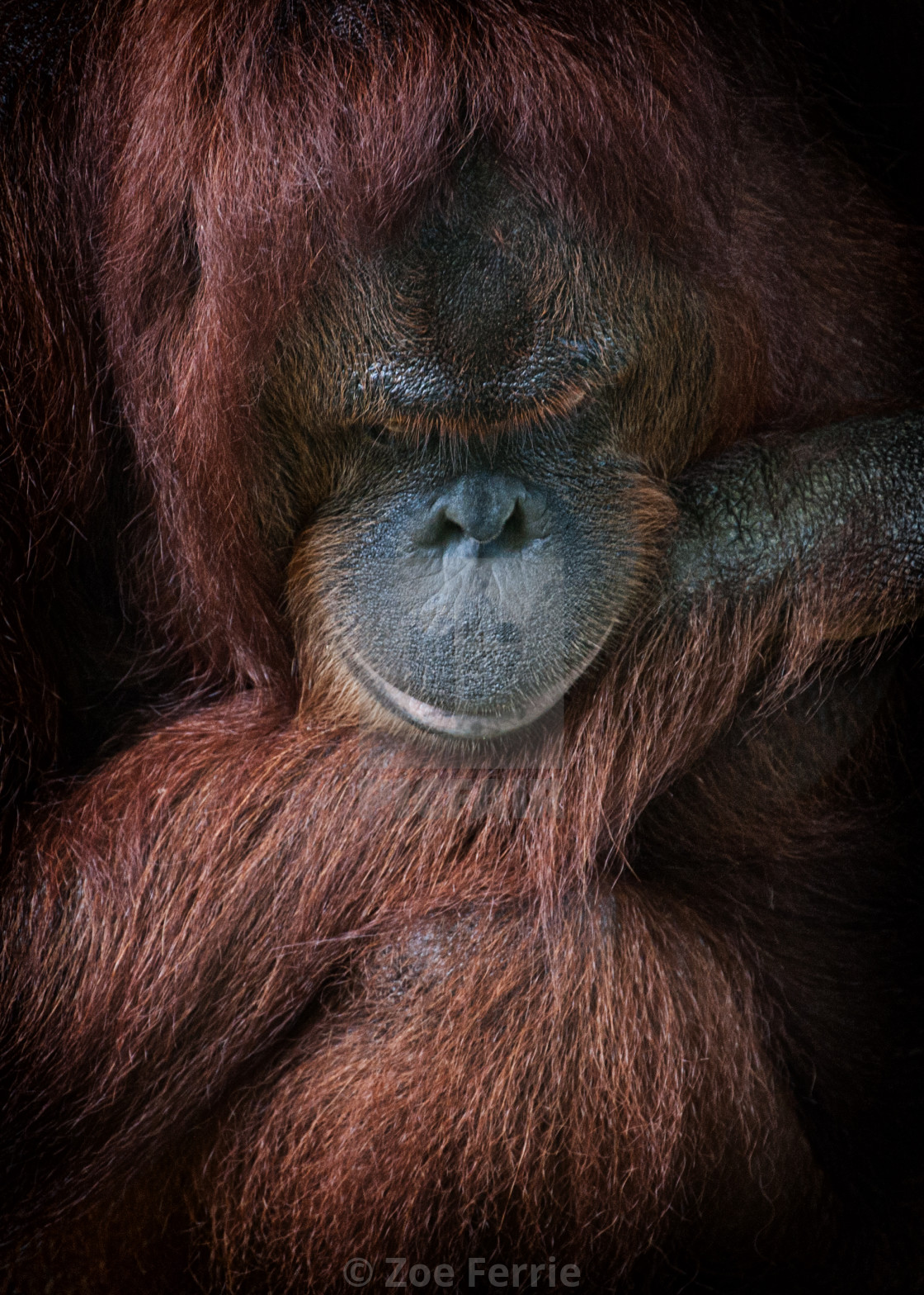 "Portrait of an Orangutan" stock image