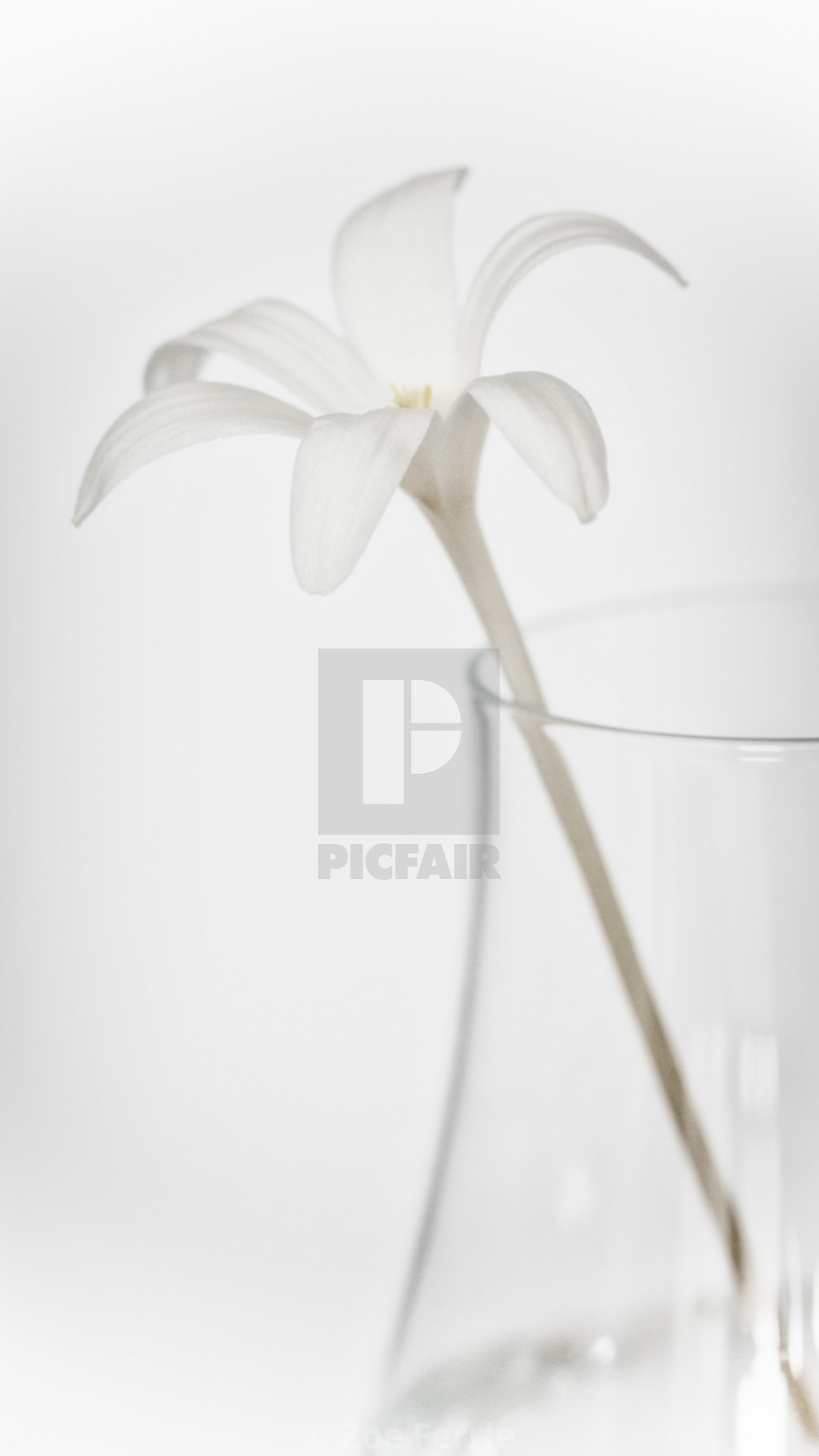 "White Flower in a Vase" stock image