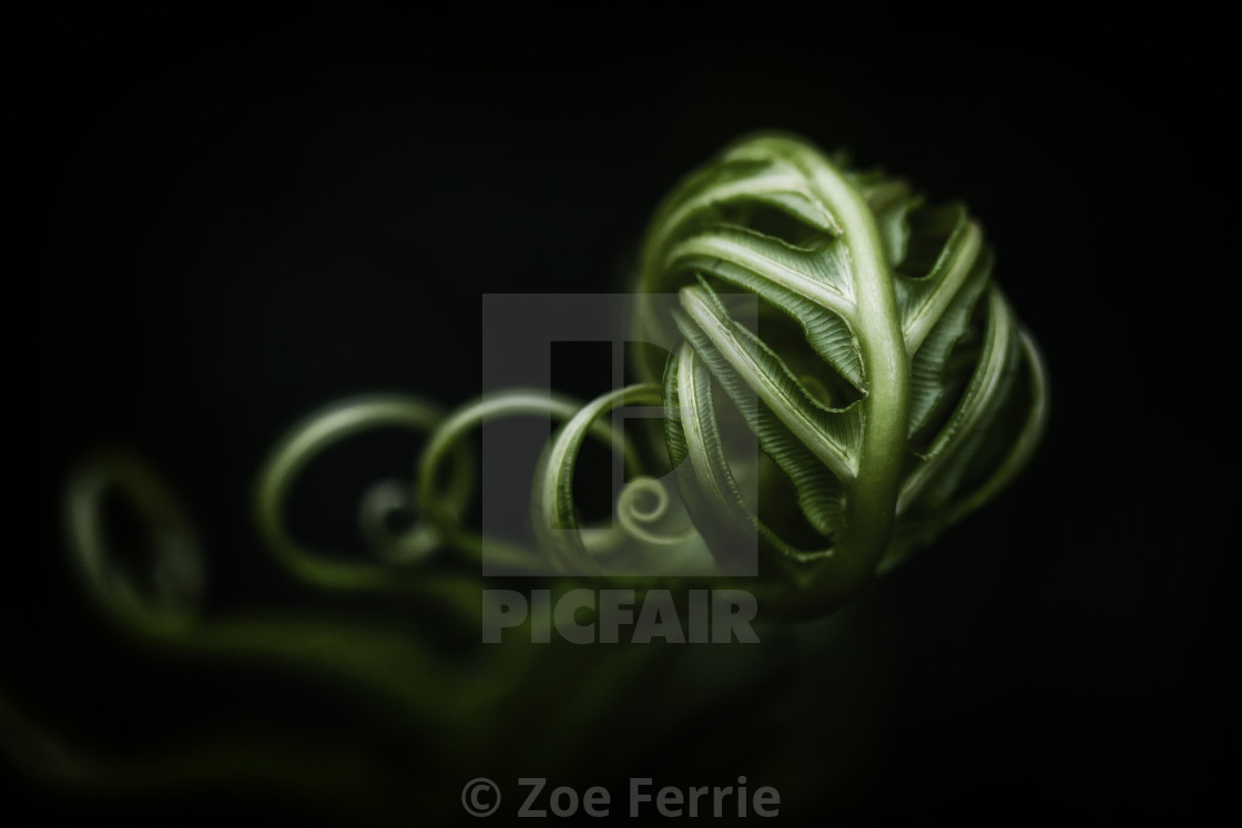 "Fern Tendrils" stock image