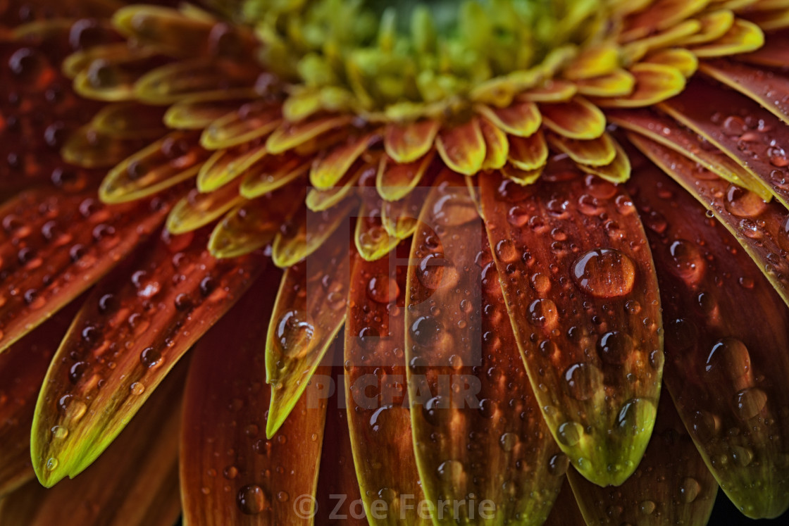 "Gerbera Daisy with water drops" stock image