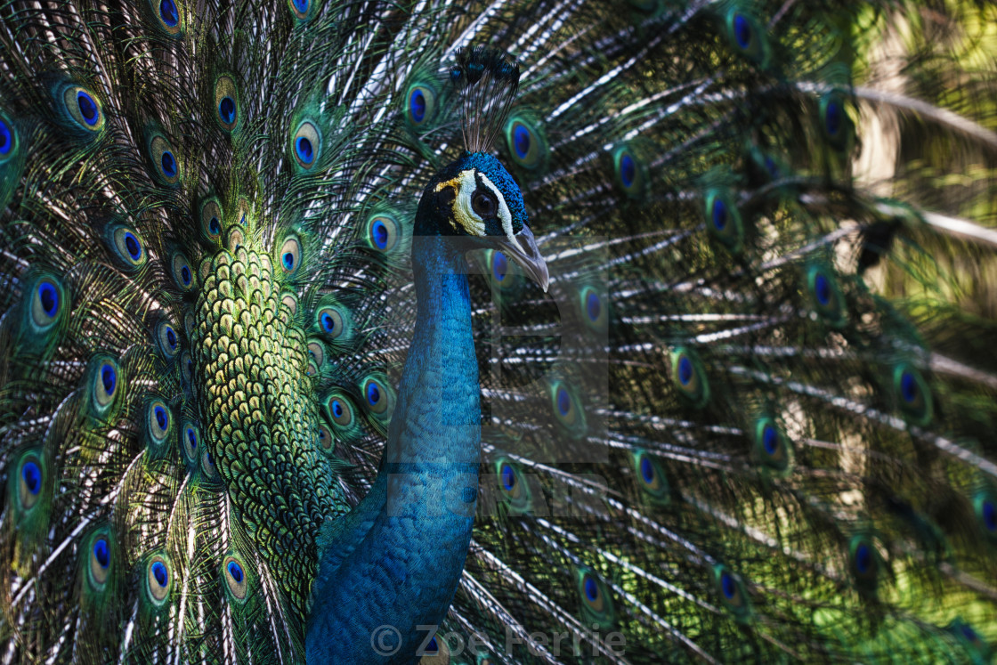 "Male Peacock" stock image