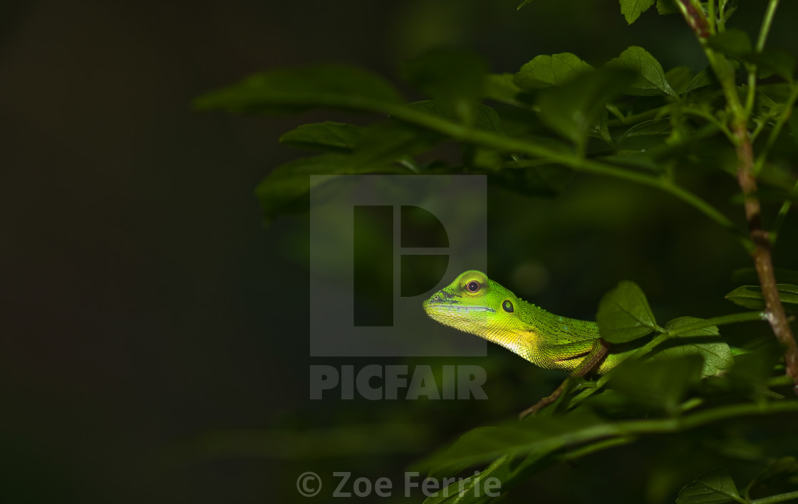 "Asian Water Dragon" stock image