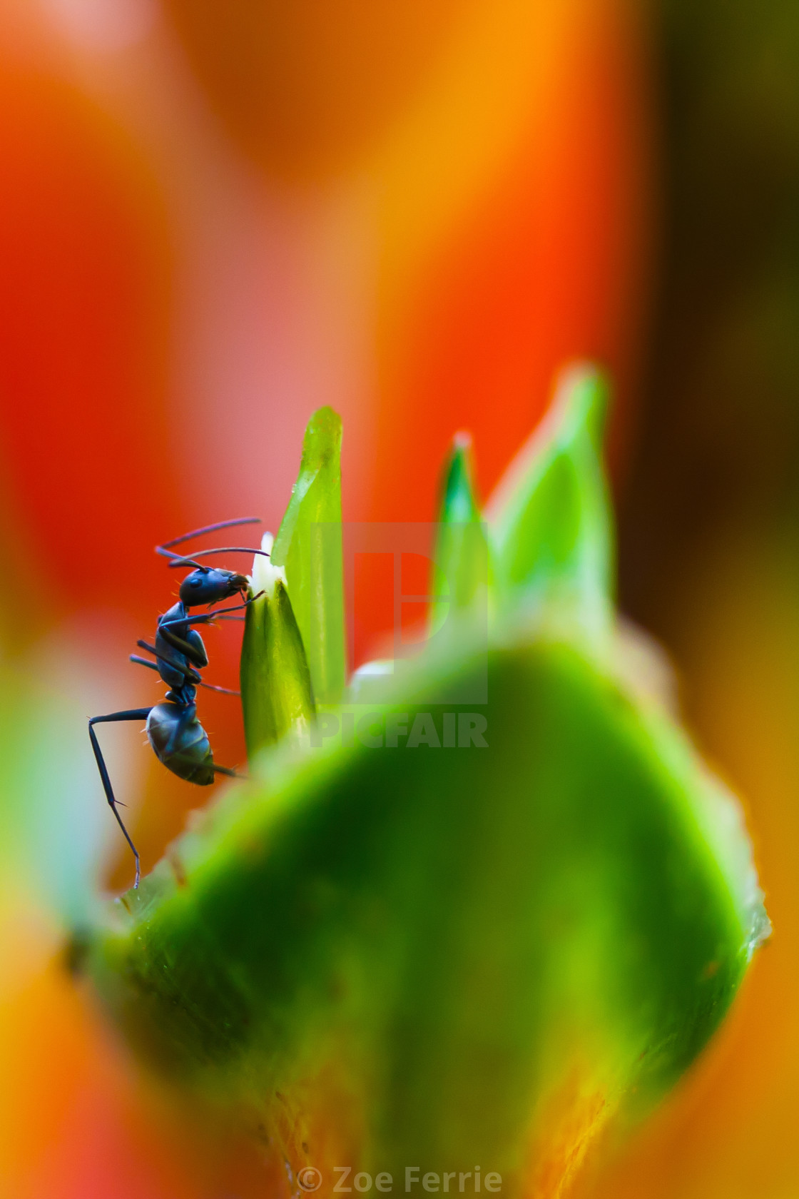 "Ant on a Heliconia Stricta Flower" stock image