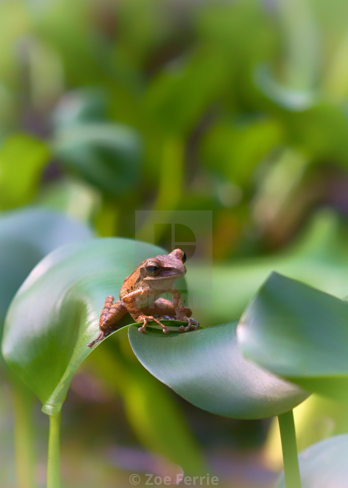 "Patience" stock image