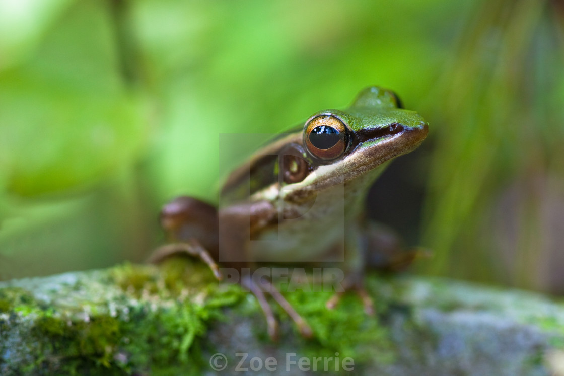 "Common Greenback frog" stock image