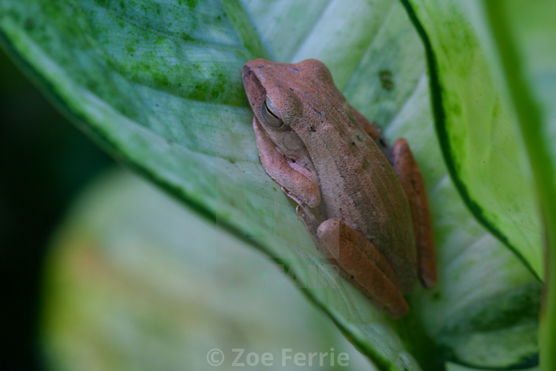 "Sleeping Frog" stock image