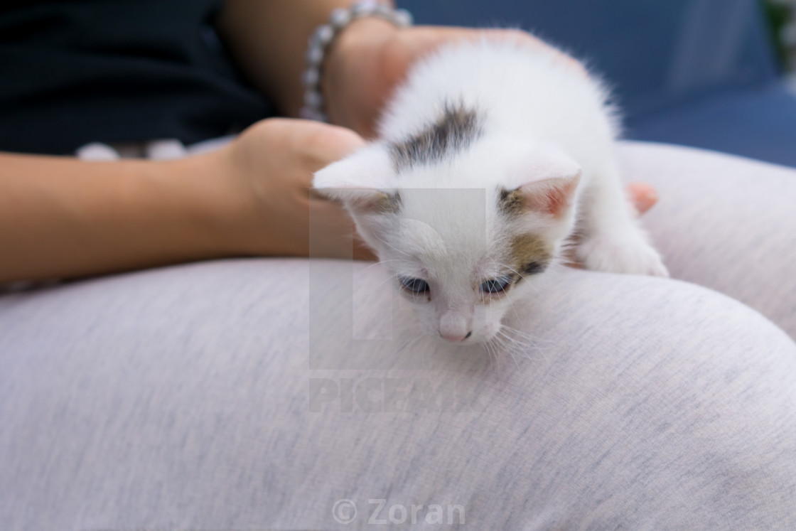 Young Woman Holding White Baby Cat With Hands In Her Lap