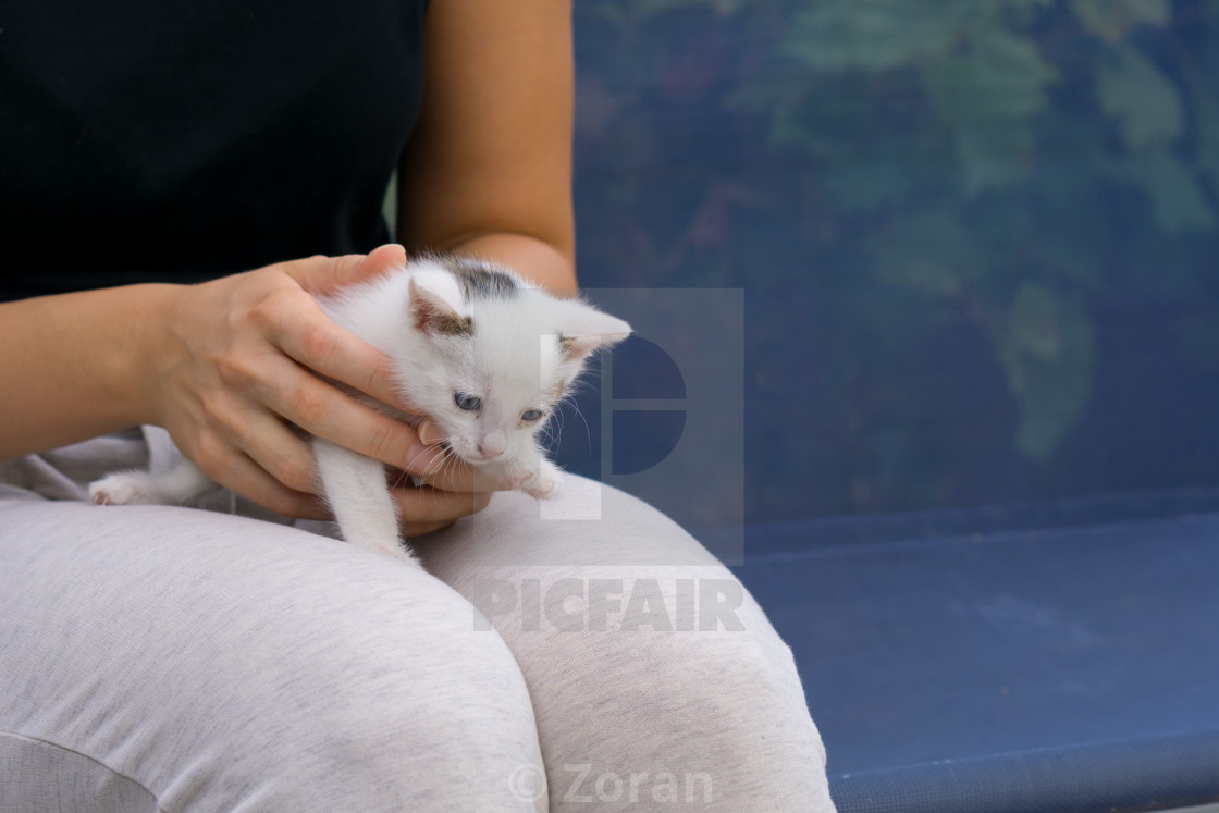 Young Woman Holding White Baby Cat With Hands In Her Lap
