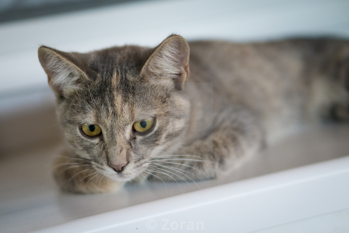 Cute Young Gray Cat With Yellow Eyes Lay On White Window Board