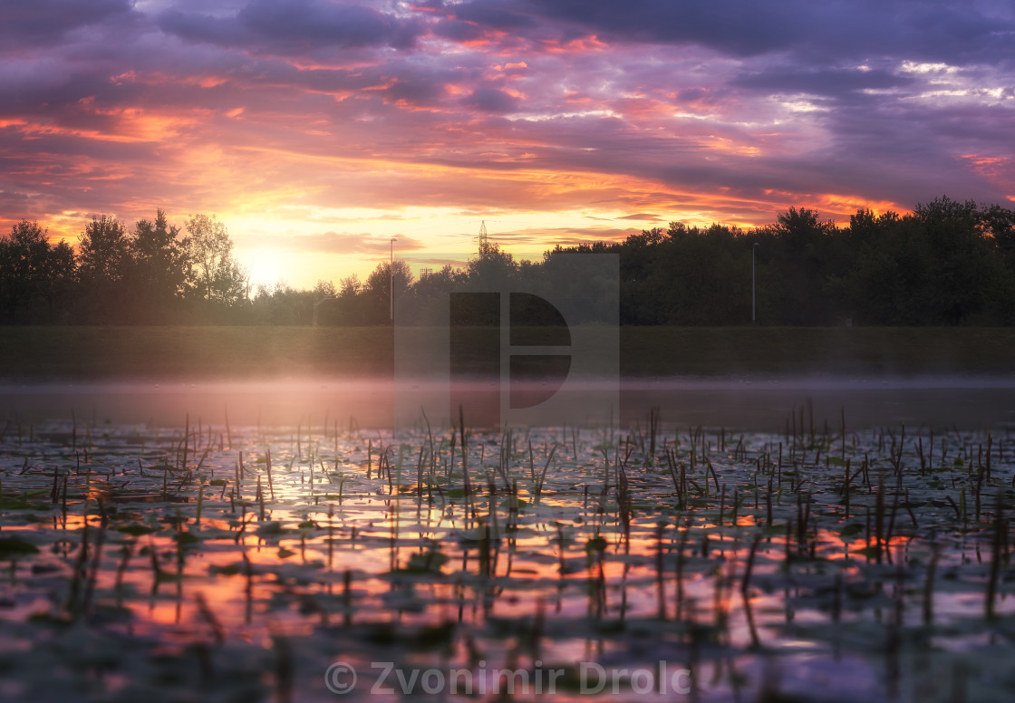 "Sunrise on the Lake covered with Water Lily's" stock image