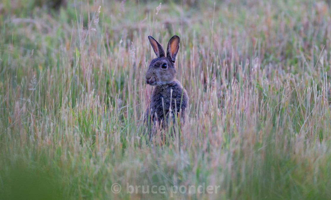 "A rabbit on alert" stock image