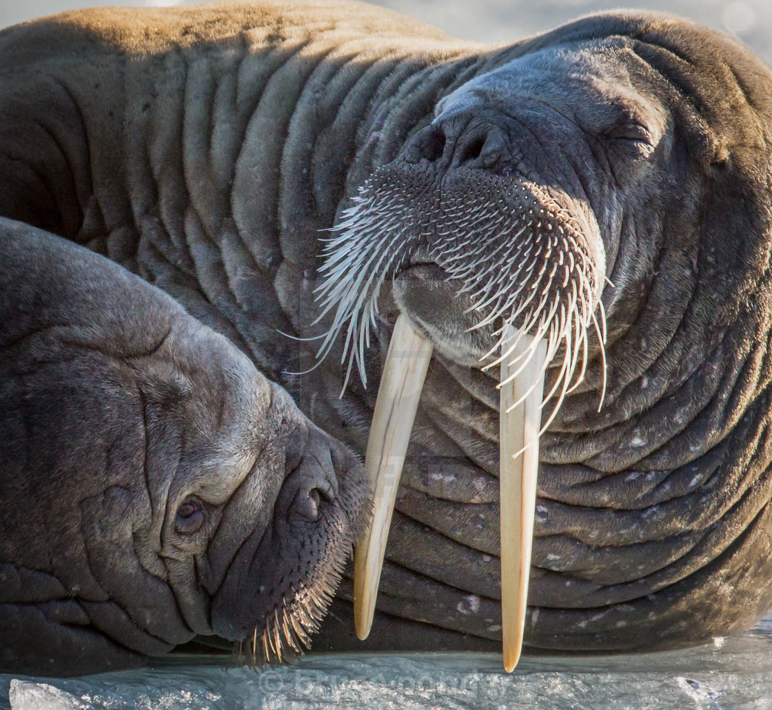 "Walrus couple" stock image