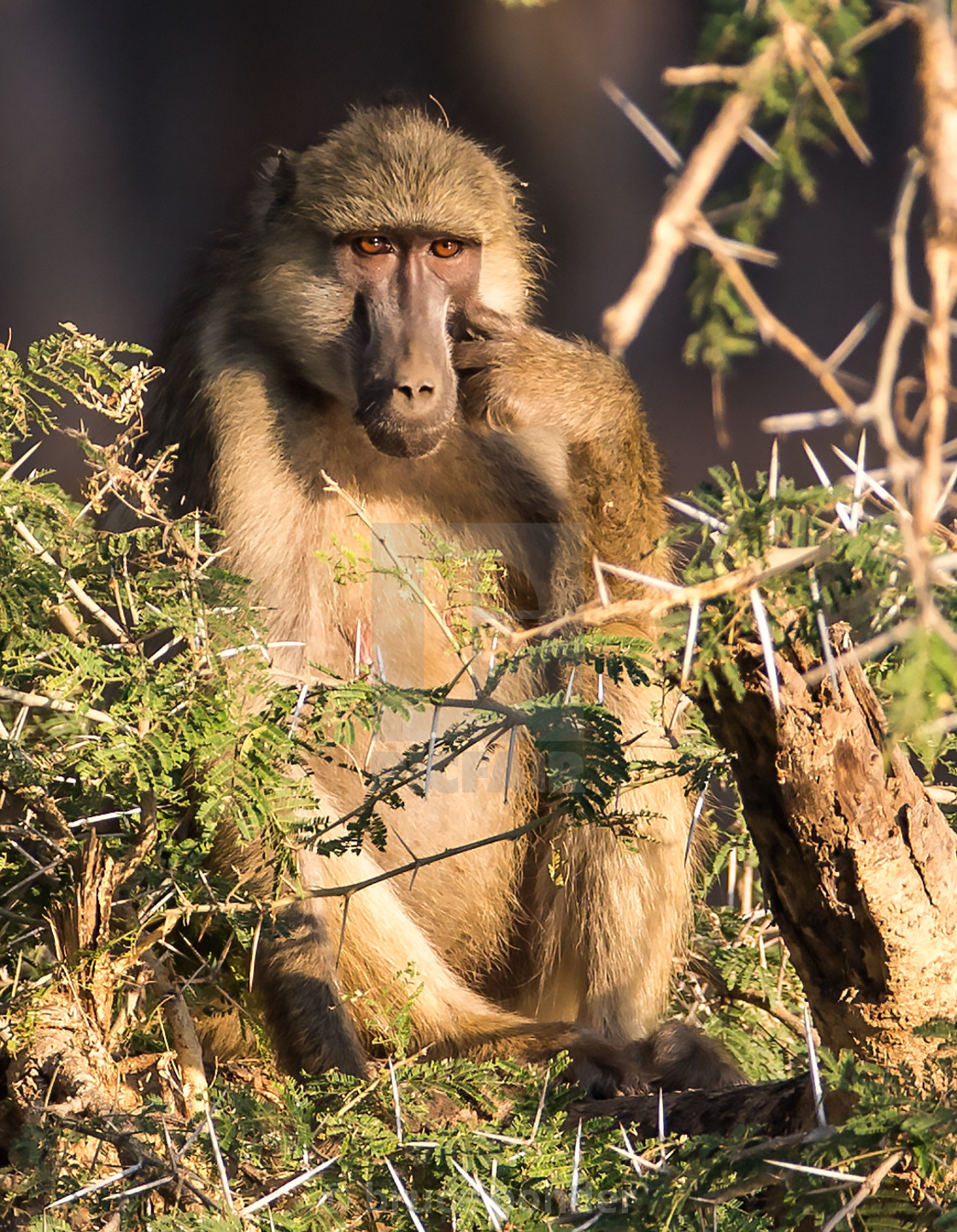 "Baboon: pensive" stock image