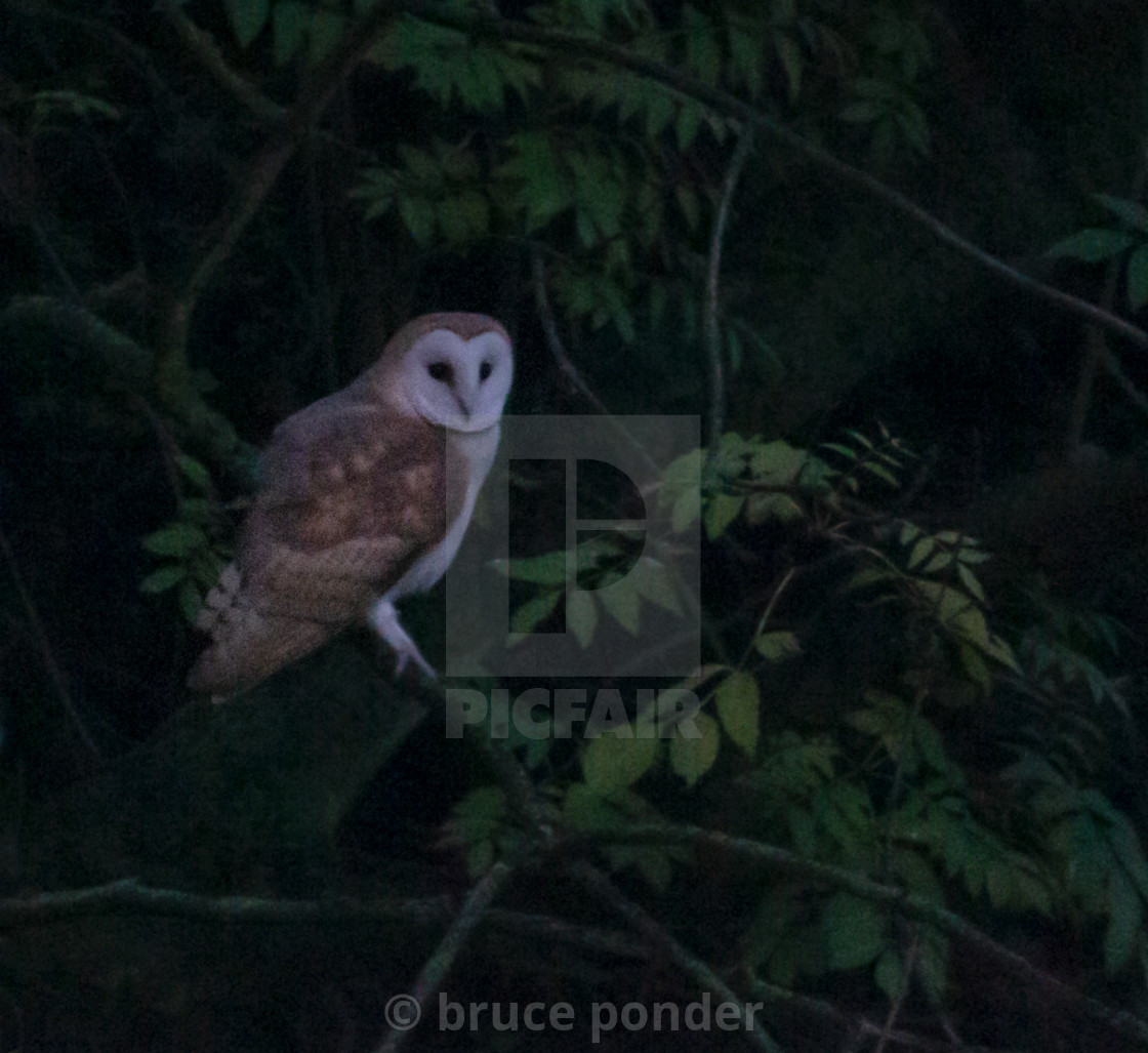 "Barn owl at dusk" stock image