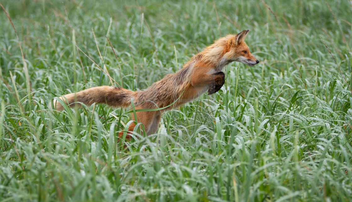 "Fox leaping" stock image