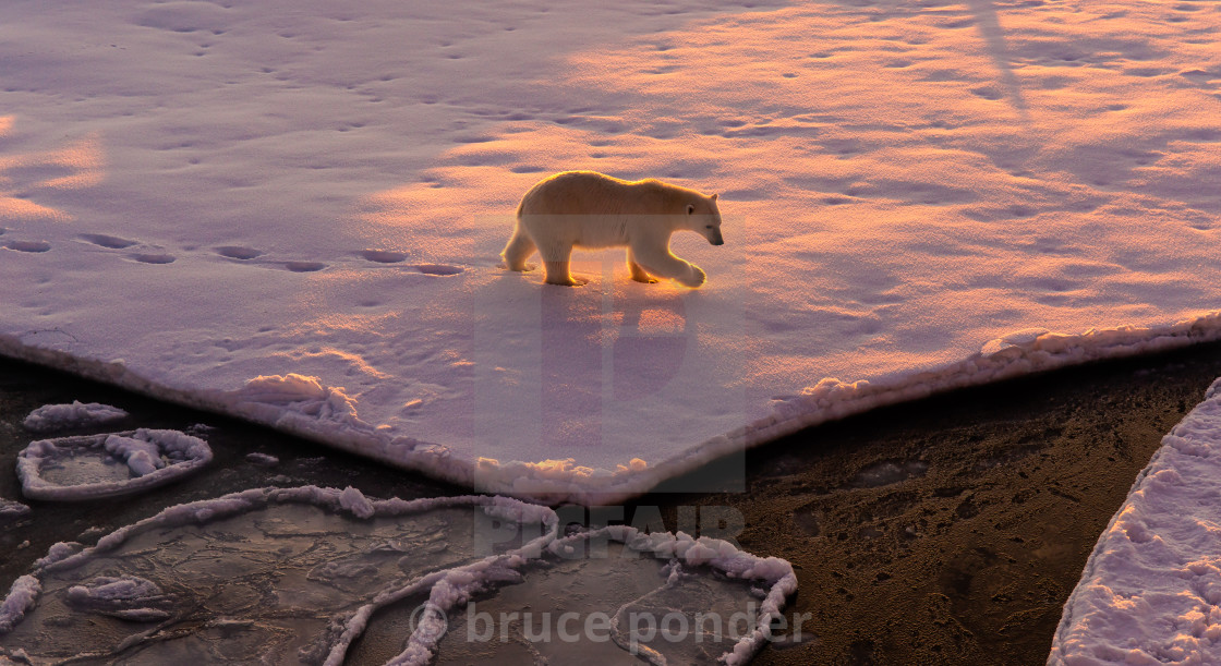 "Polar bear sunrise" stock image