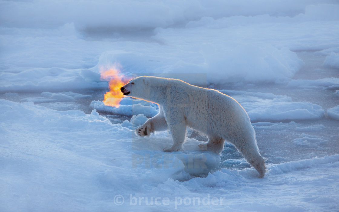 "Polar bear dragon" stock image