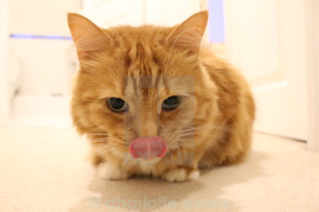Cat Licking His Lips License Download Or Print For 24 80