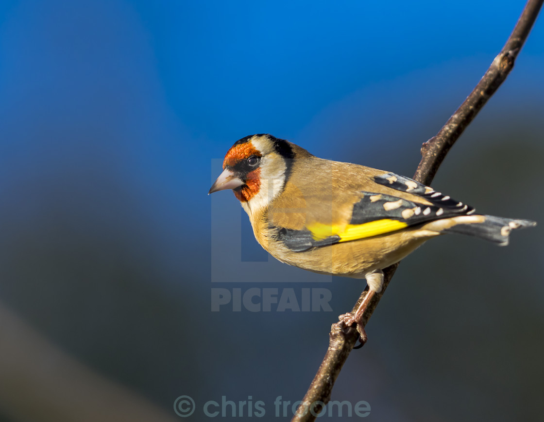 "goldfinch against blue" stock image