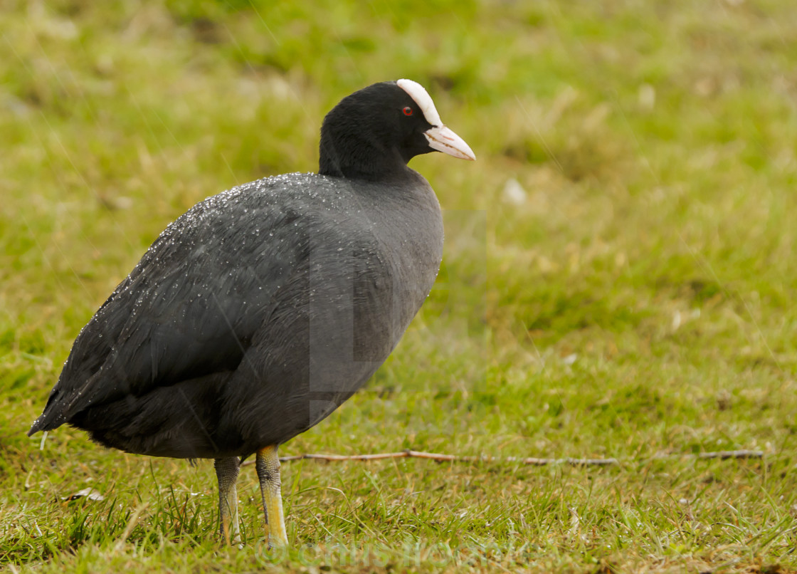 "Coot on the grass" stock image