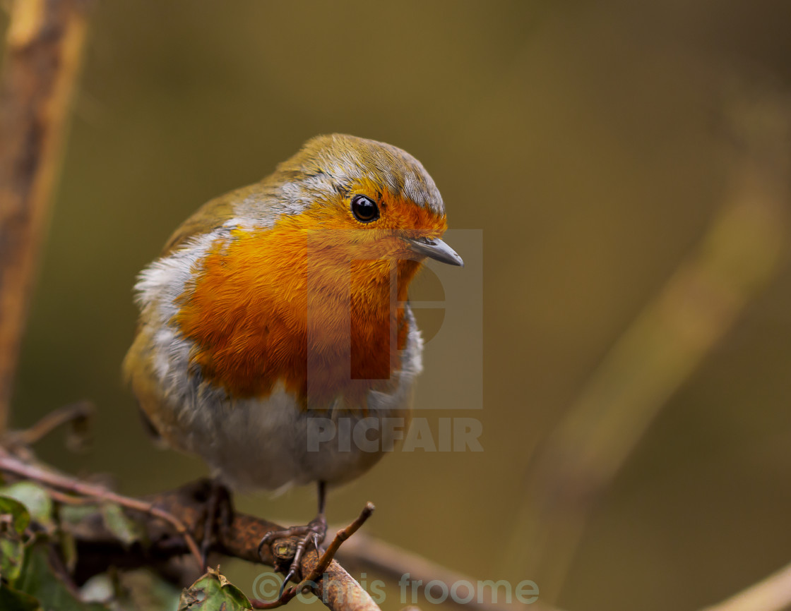 "Robin up close" stock image