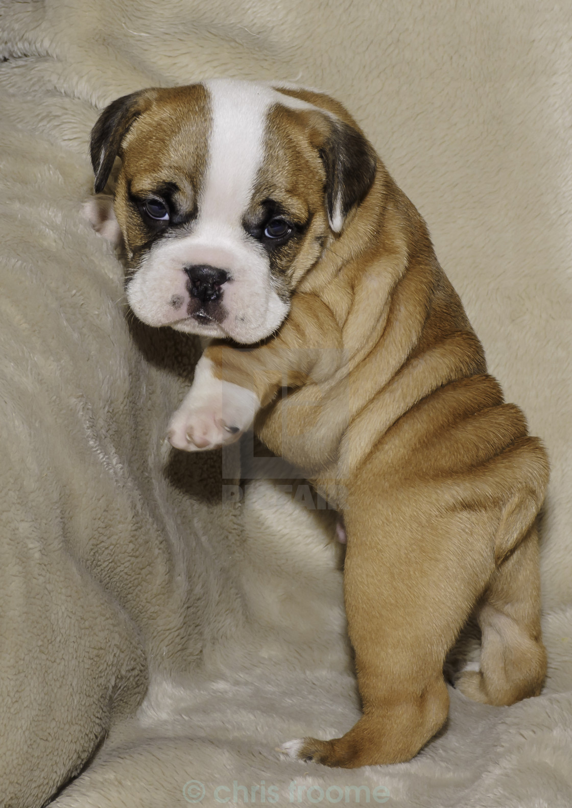 "Posing pup" stock image