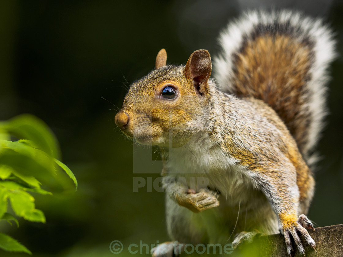 "Squirrel on fence" stock image