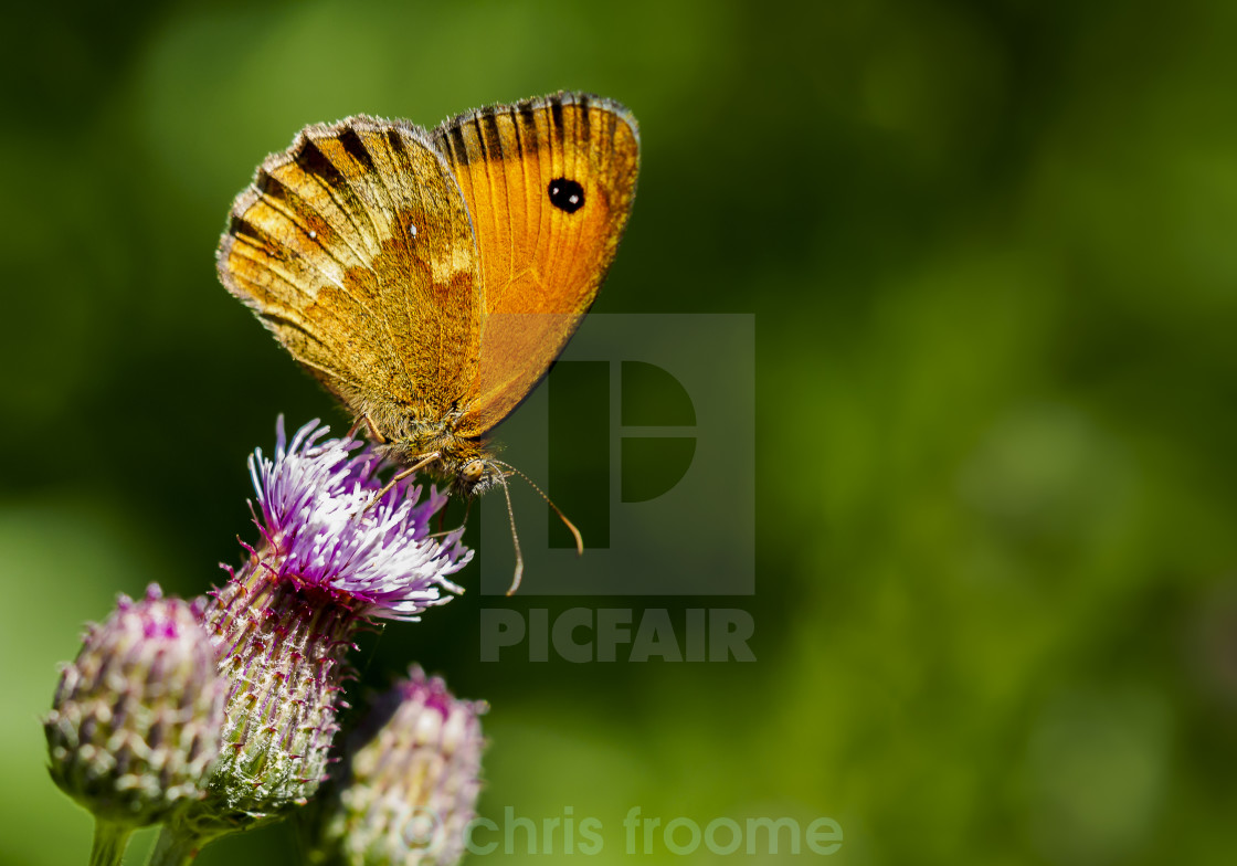 "Gatekeeper on thistle" stock image