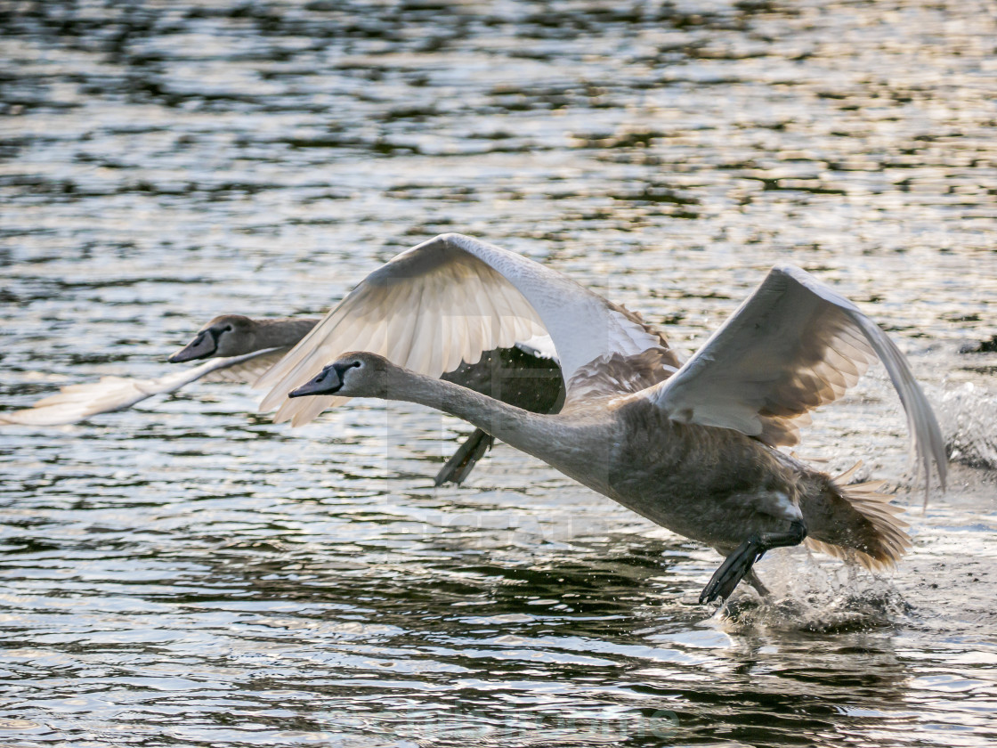 "Racing swans" stock image