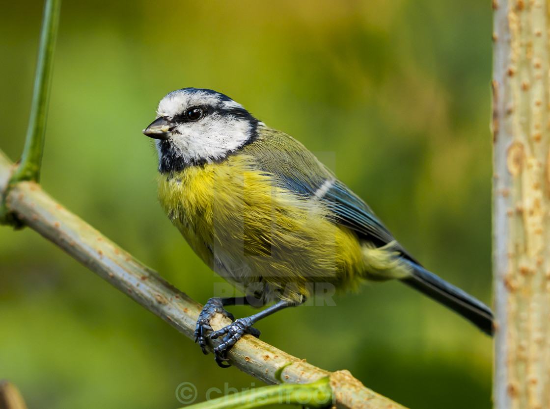 "blue tit on branch" stock image