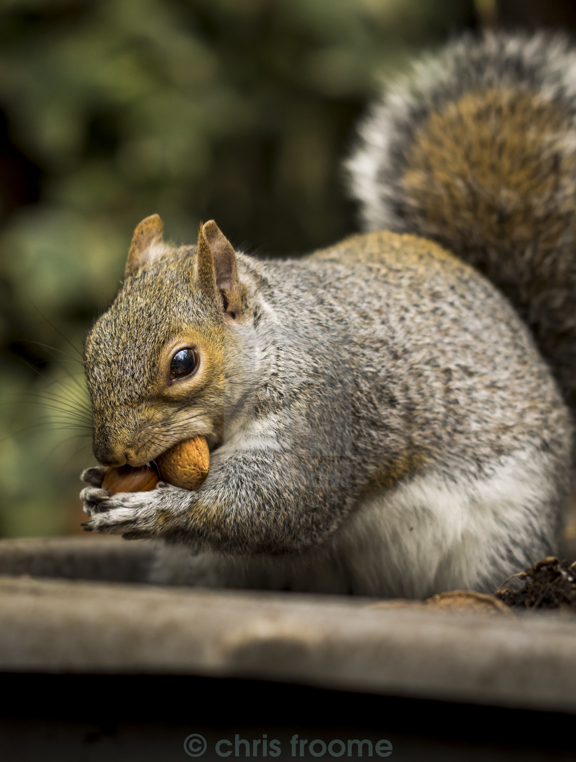 "Squirrel and nuts" stock image