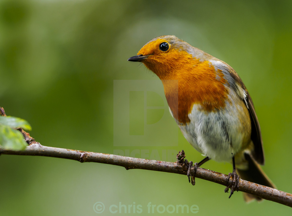 "Curious Robin" stock image