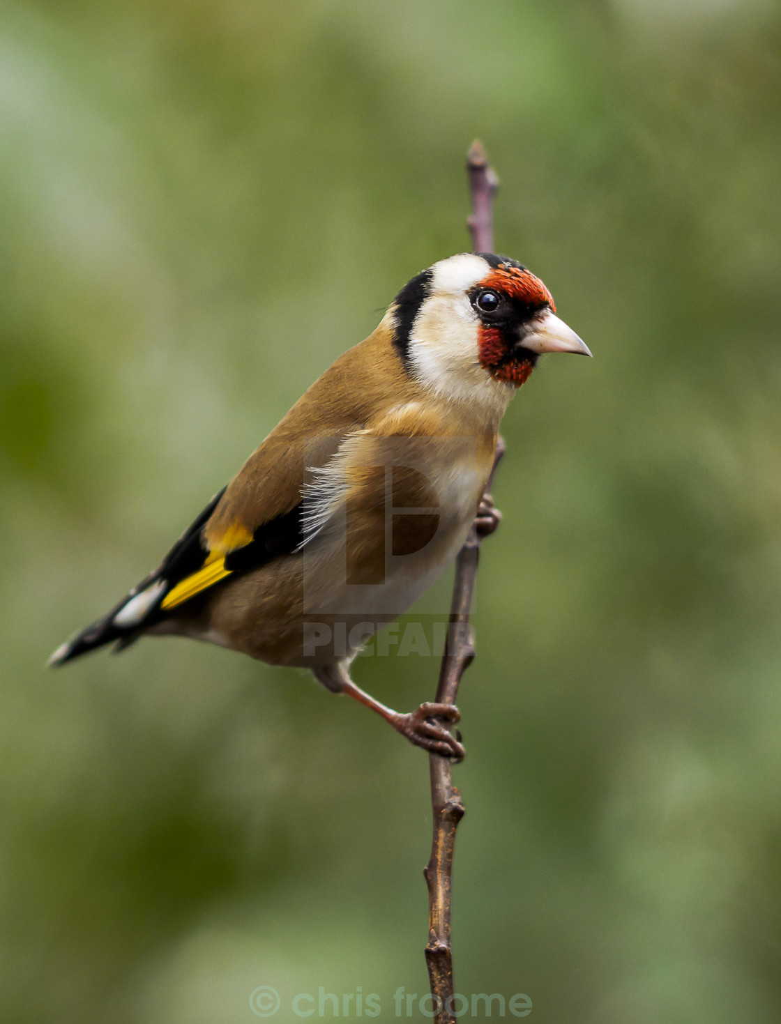 "Goldfinch against green" stock image