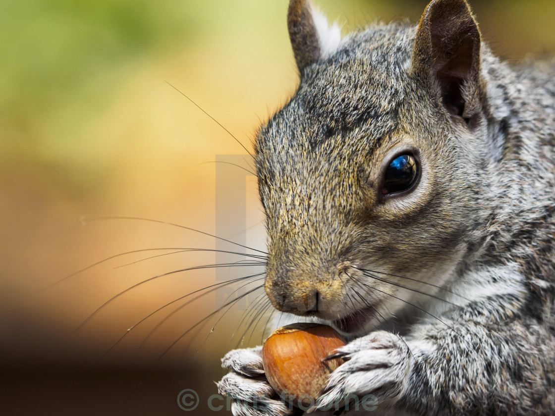 "squirrel with hazelnut" stock image