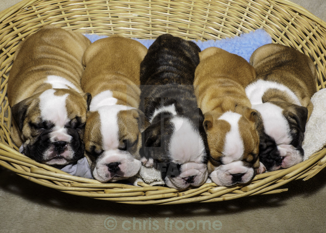 "basket full of puppies" stock image