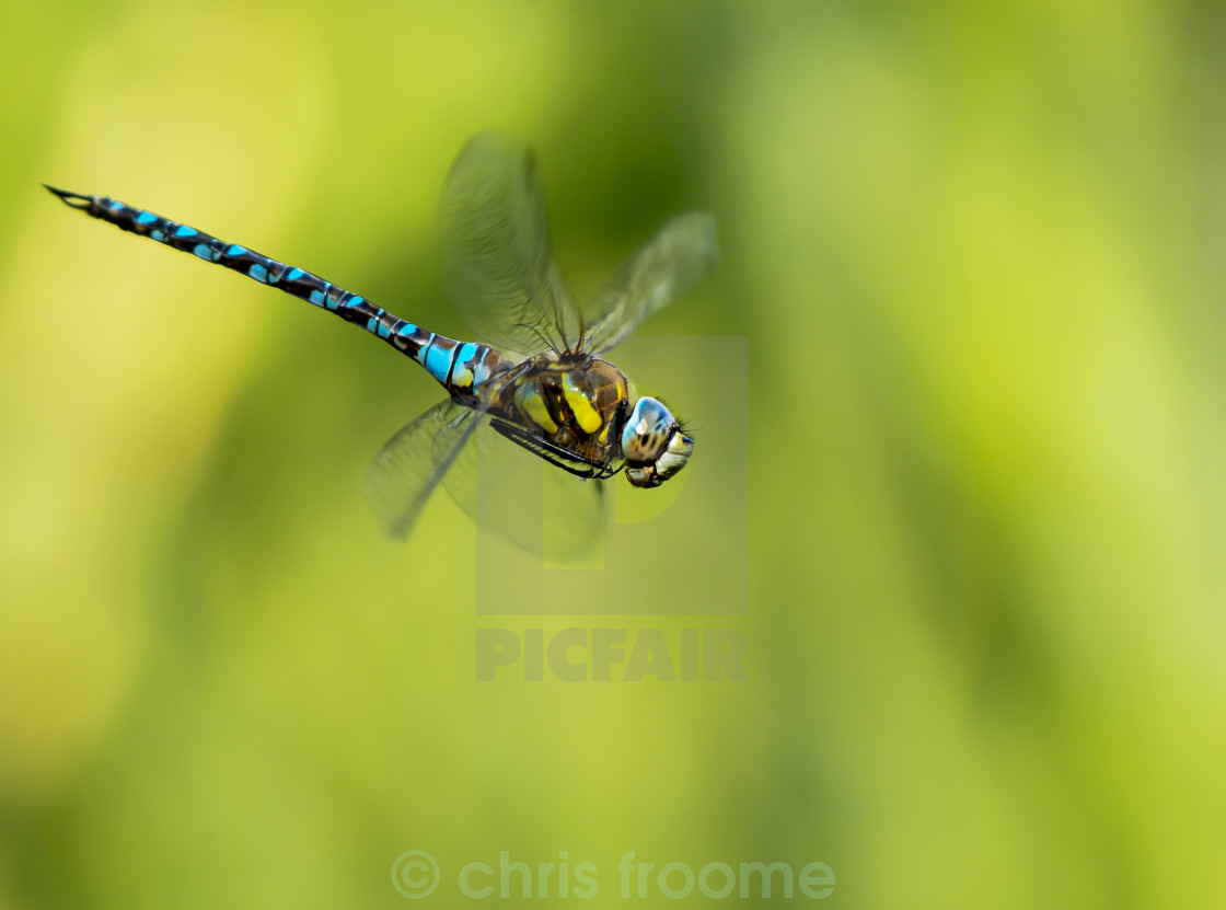 "Dragonfly on the wing" stock image