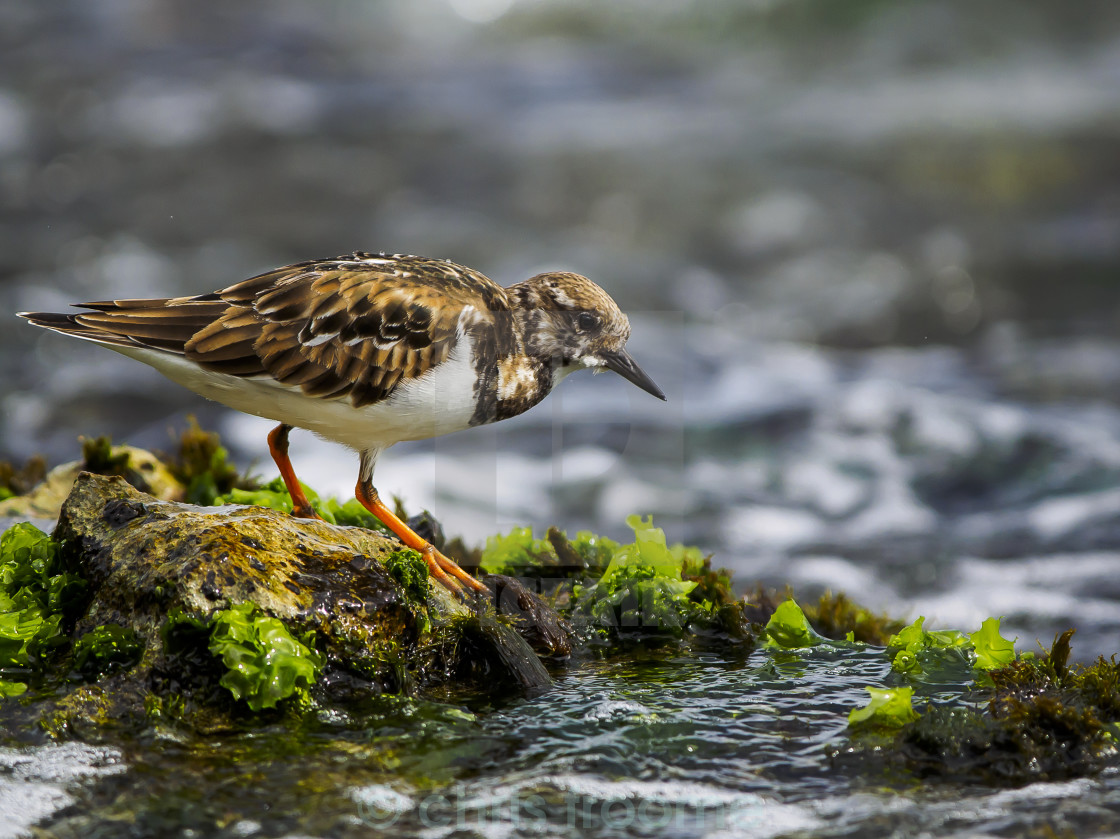 "Ruddy Turnstone" stock image