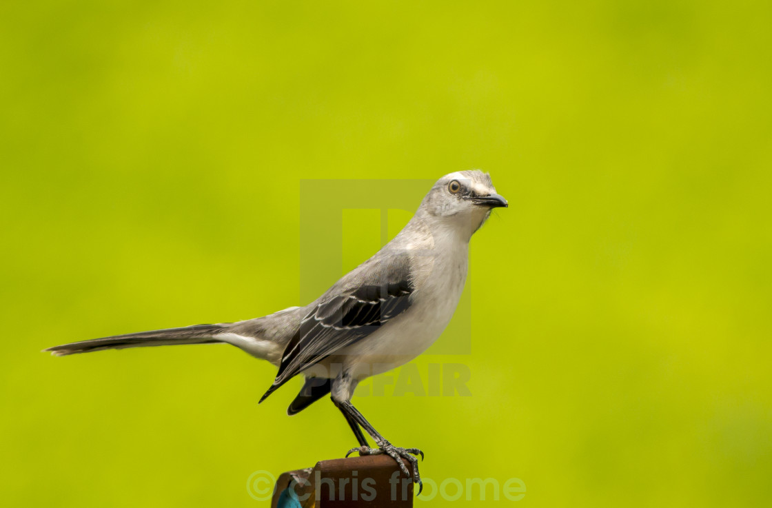 "Tropical Mocking Bird" stock image