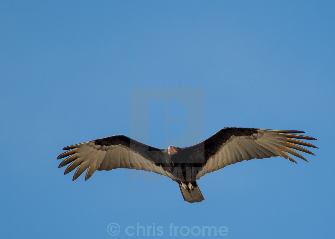 "vulture in flight" stock image