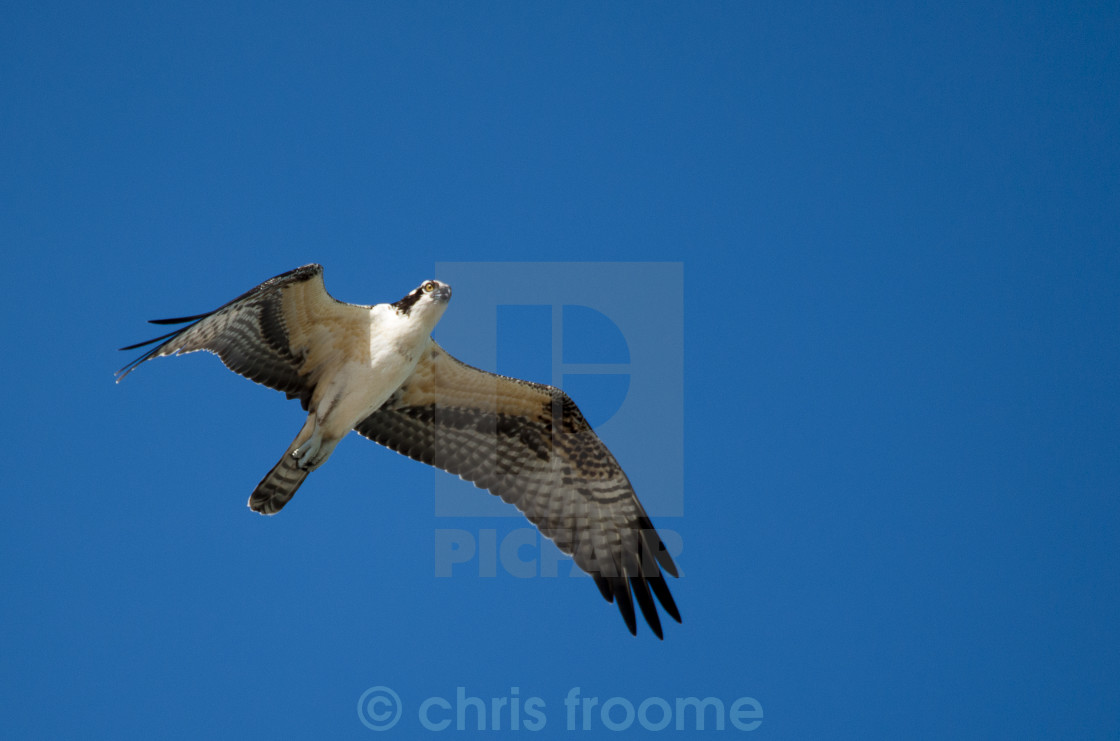 "Flying Osprey" stock image