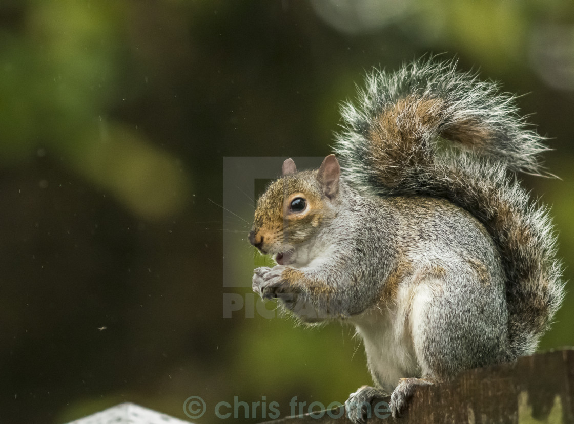 "Squirrel on fence" stock image