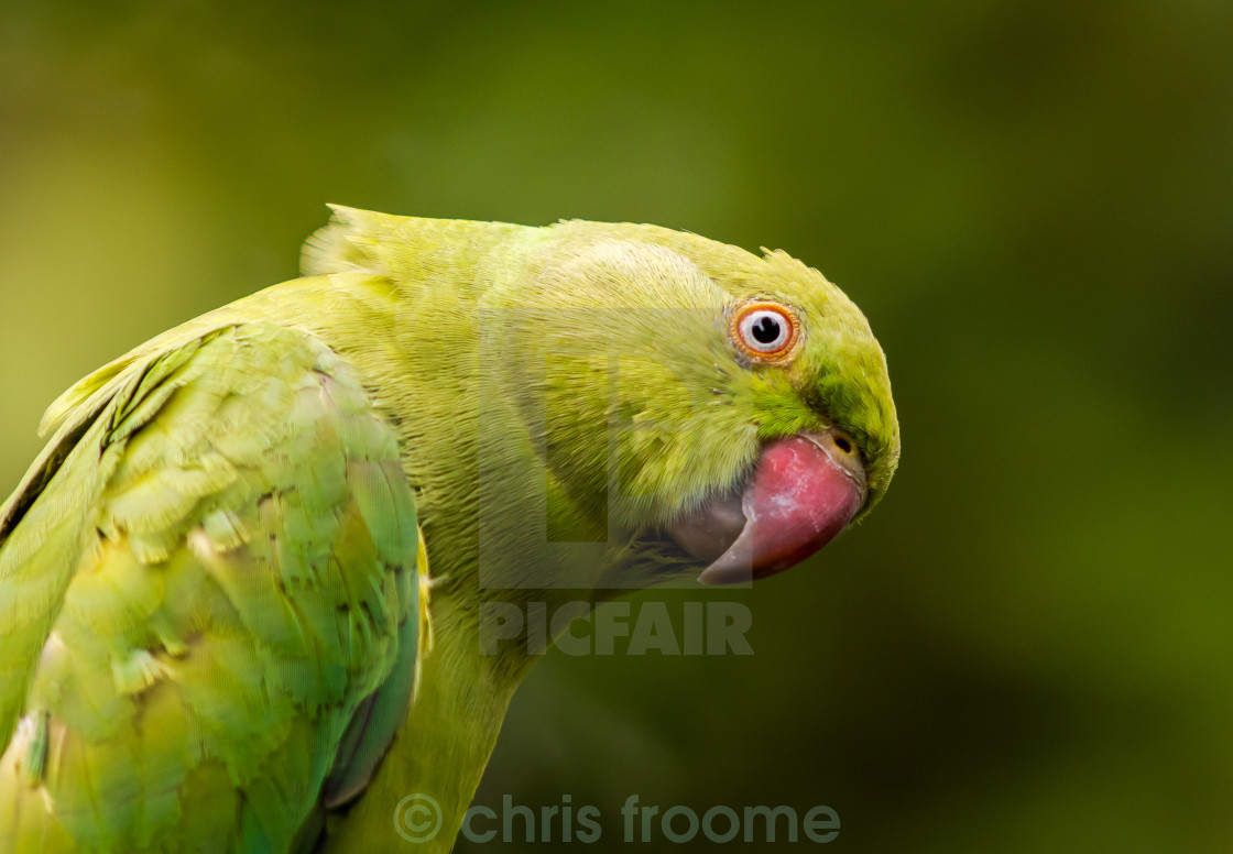 "Curious parakeet" stock image