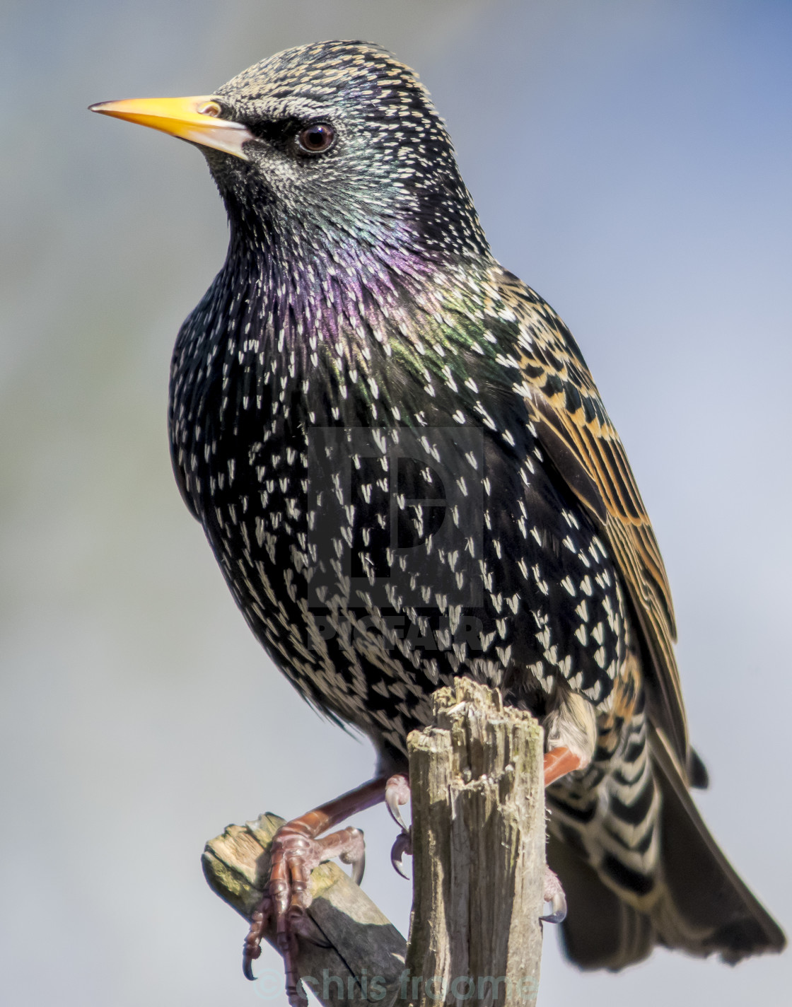 "Starling on branch" stock image