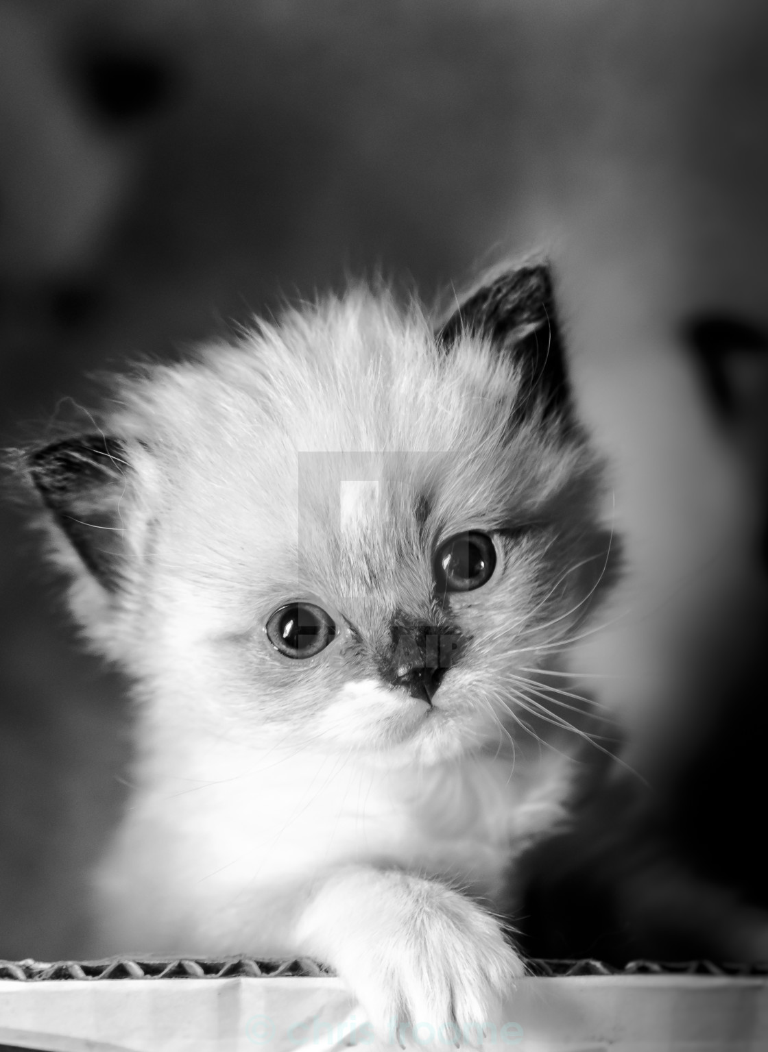 "Kitten in black and white" stock image